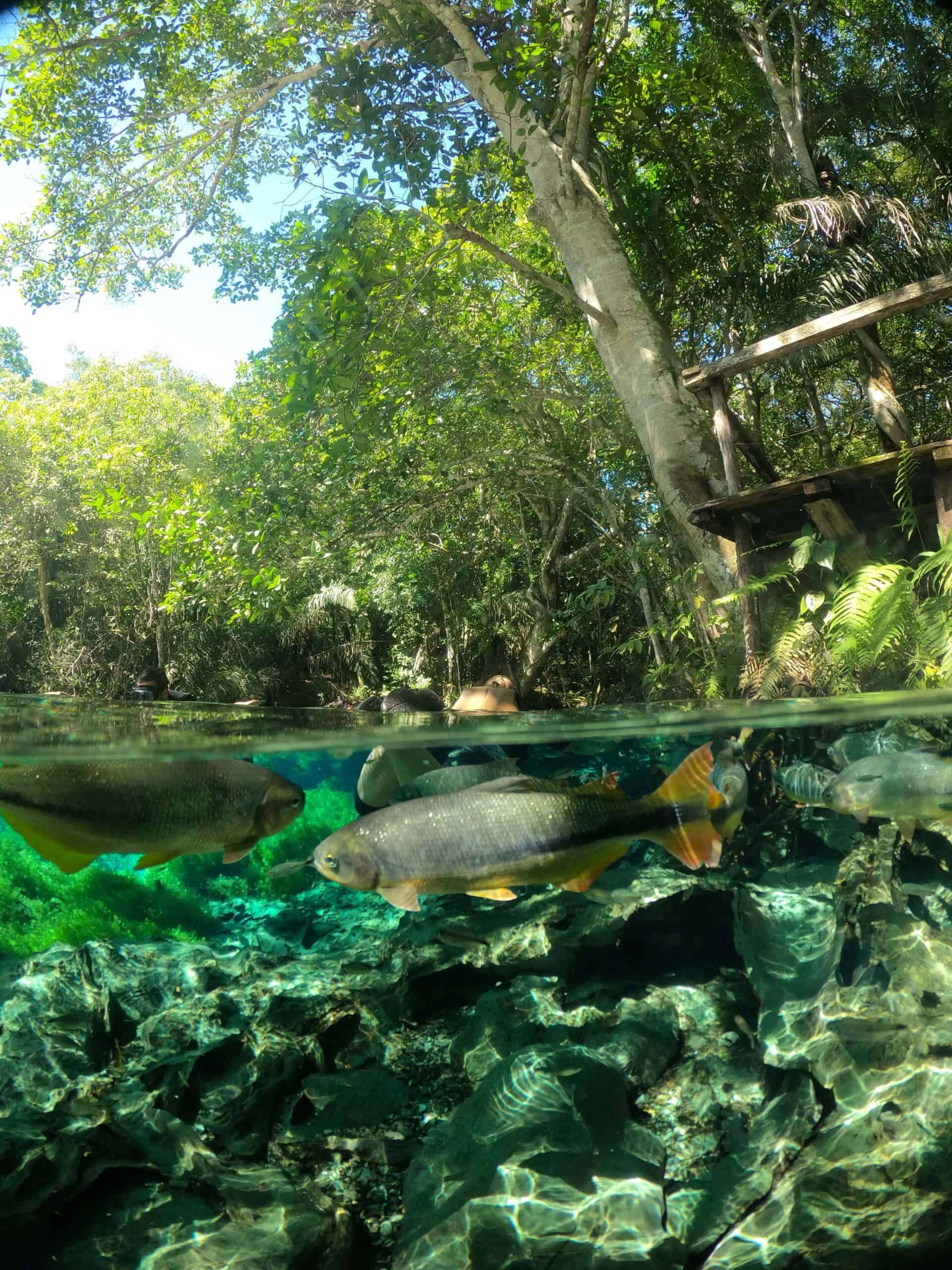 acuario natural de bonito