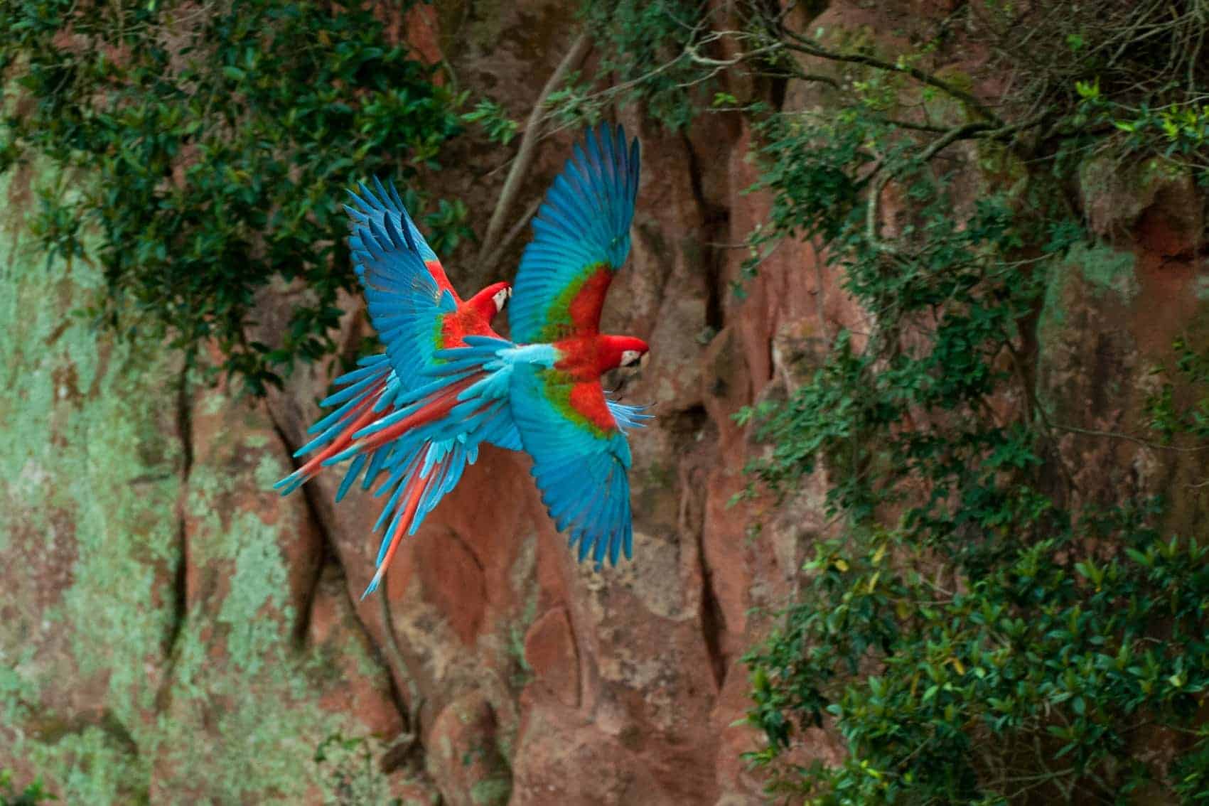 macaw hole