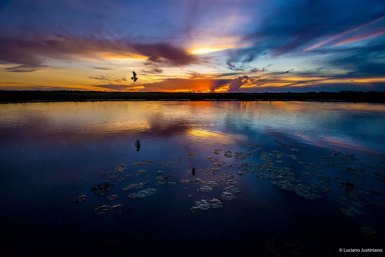 Do Pantanal ao Jalapão, as opções de safáris no Brasil - Lugares por Onde  Ando - Campo Grande News