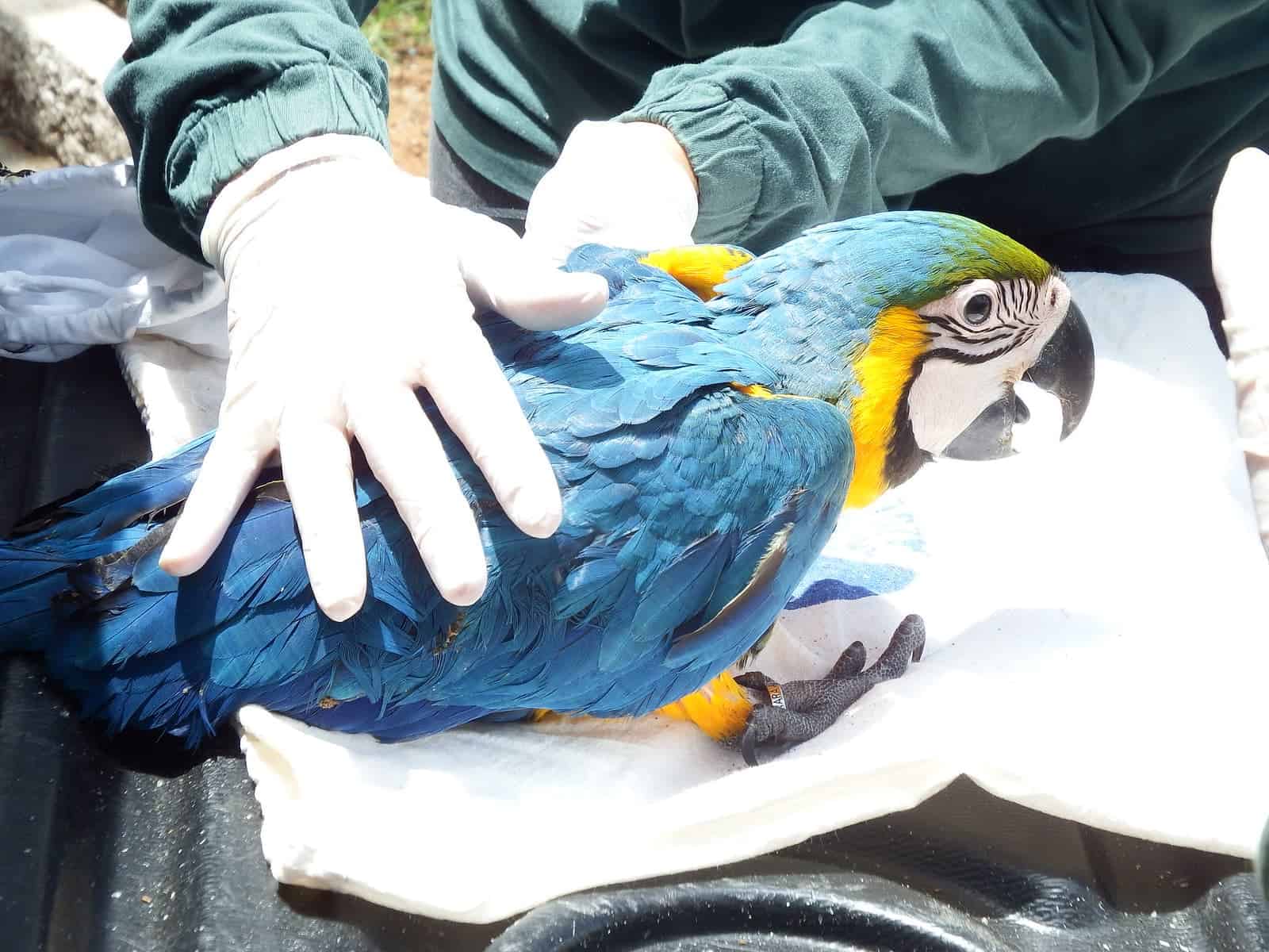 Project Blue Macaw