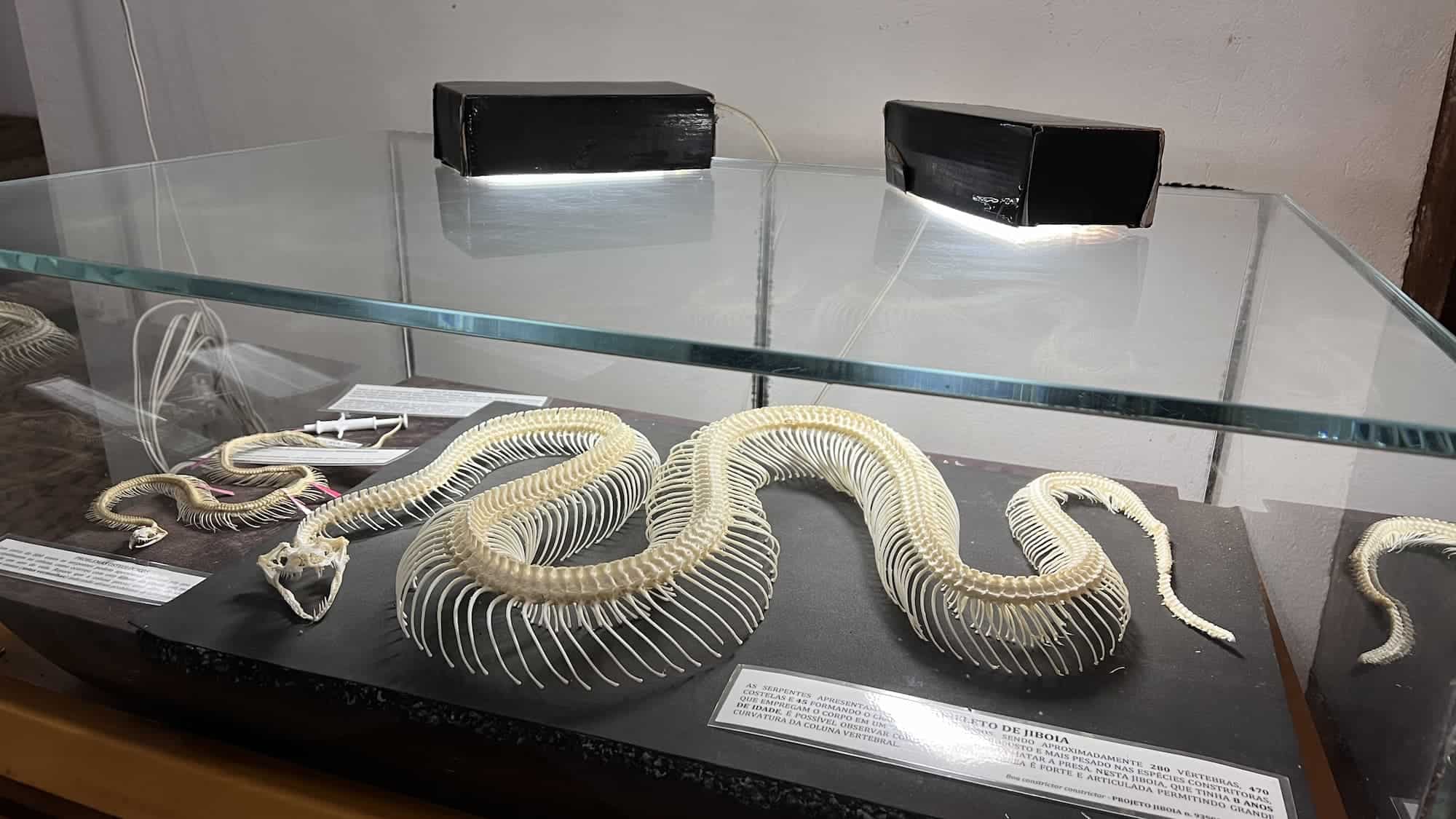 boa constrictor project