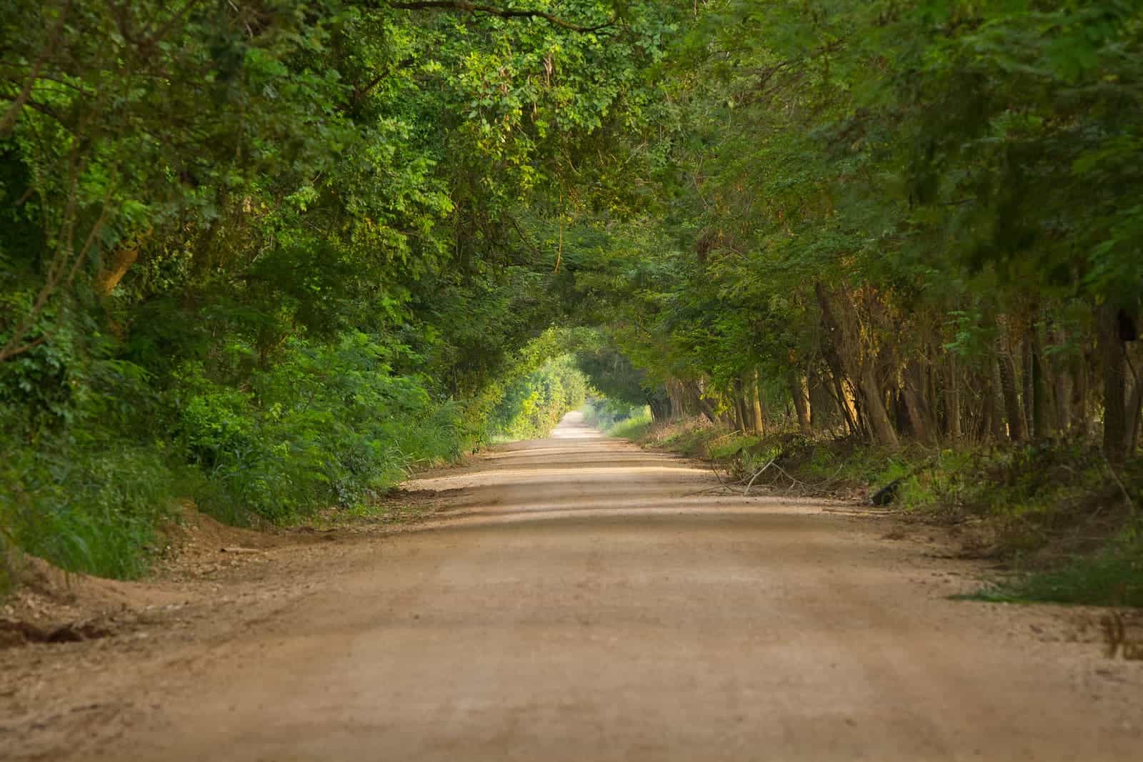 Pantanal Park Road
