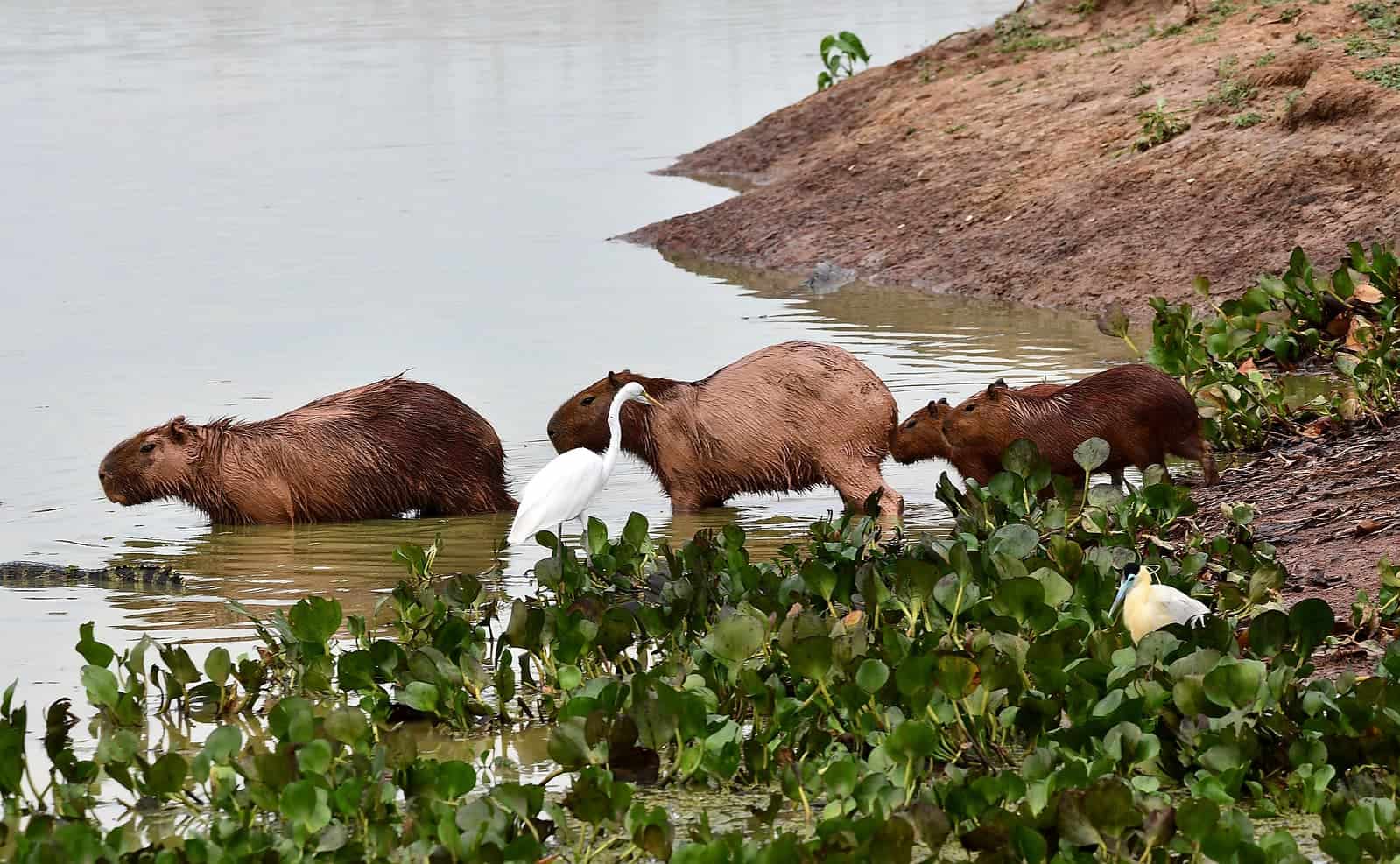 Safári pelo Pantanal