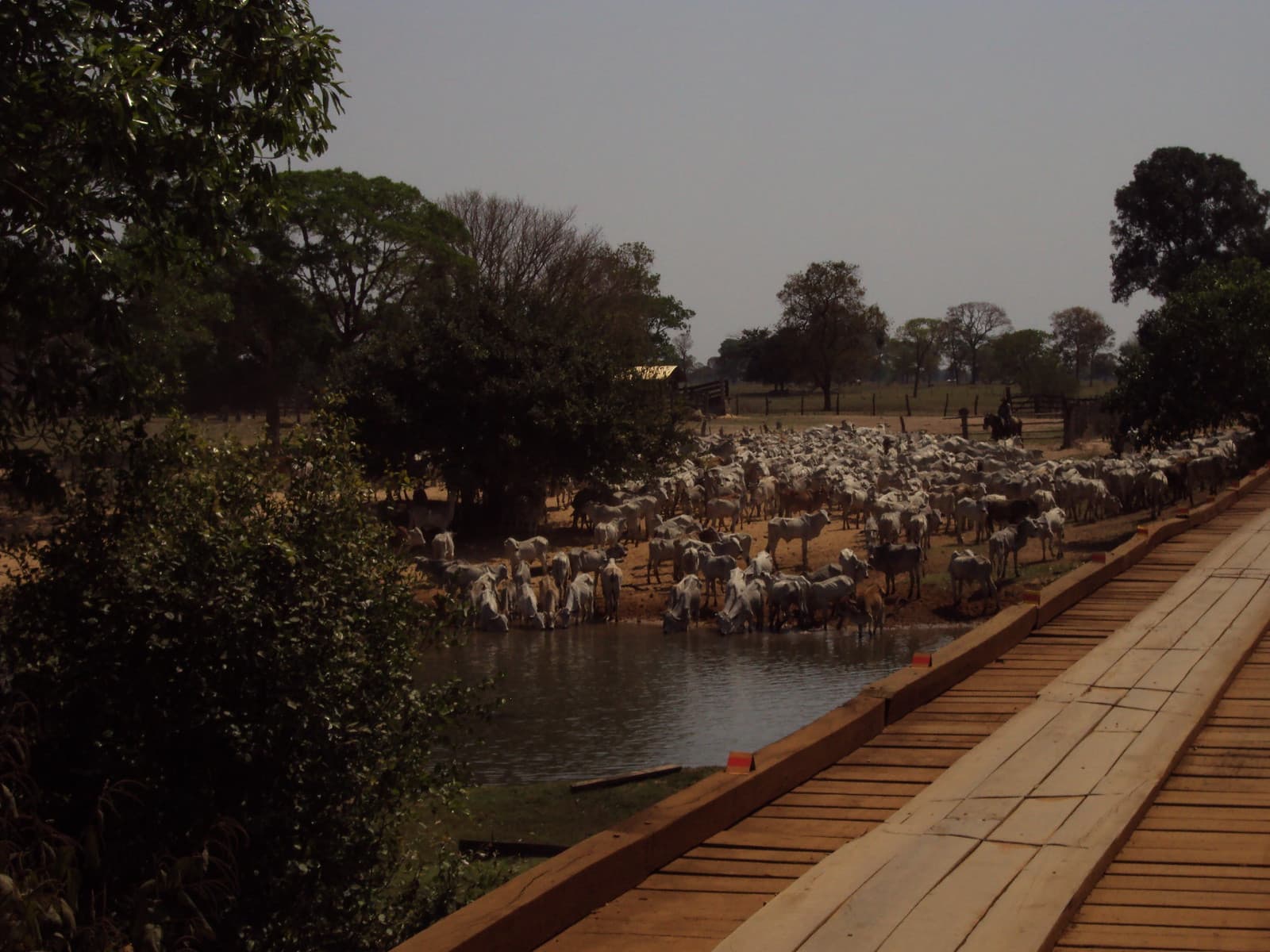 Você sabe o que é uma Comitiva Pantaneira e qual a sua importância para o  Pantanal ? - MS Por Favor