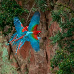 macaw hole