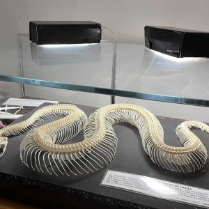 boa constrictor project